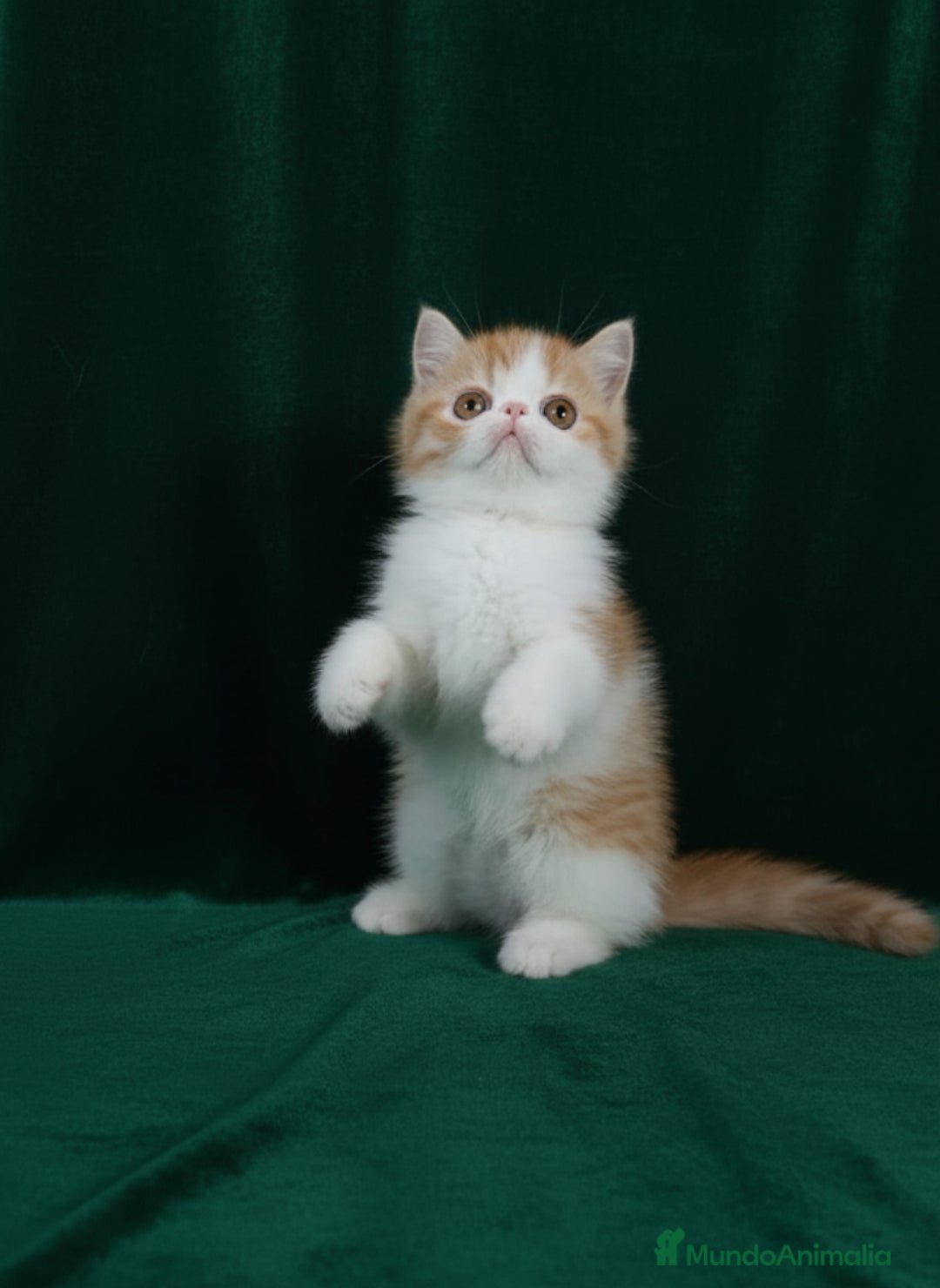 Exótico de Pelo Corto gatos en venta: 🐯 EXOTIC SHORTHAIR RED TABBY & WHITE - Imagen 6