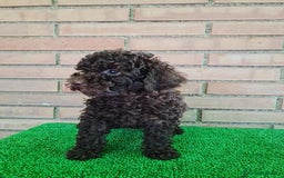 Caniche Enano perros en venta: Caniche - Imagen 19