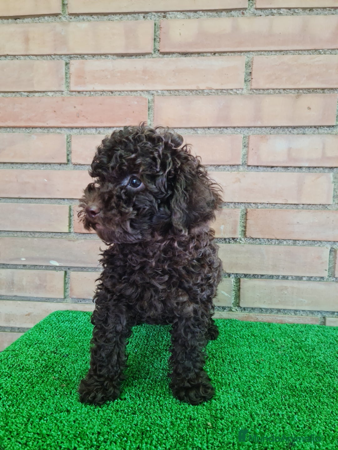 Caniche Enano perros en venta: Caniche - Imagen 19