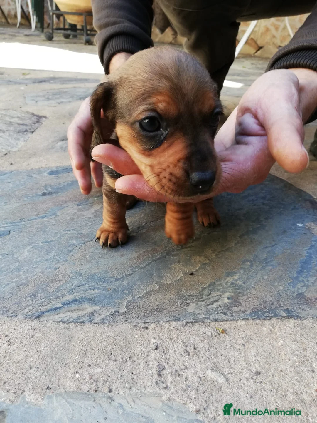 Teckel Miniatura perros en venta: Teckel clásicos y exóticos  en Ciudad Real - Anuncio 6