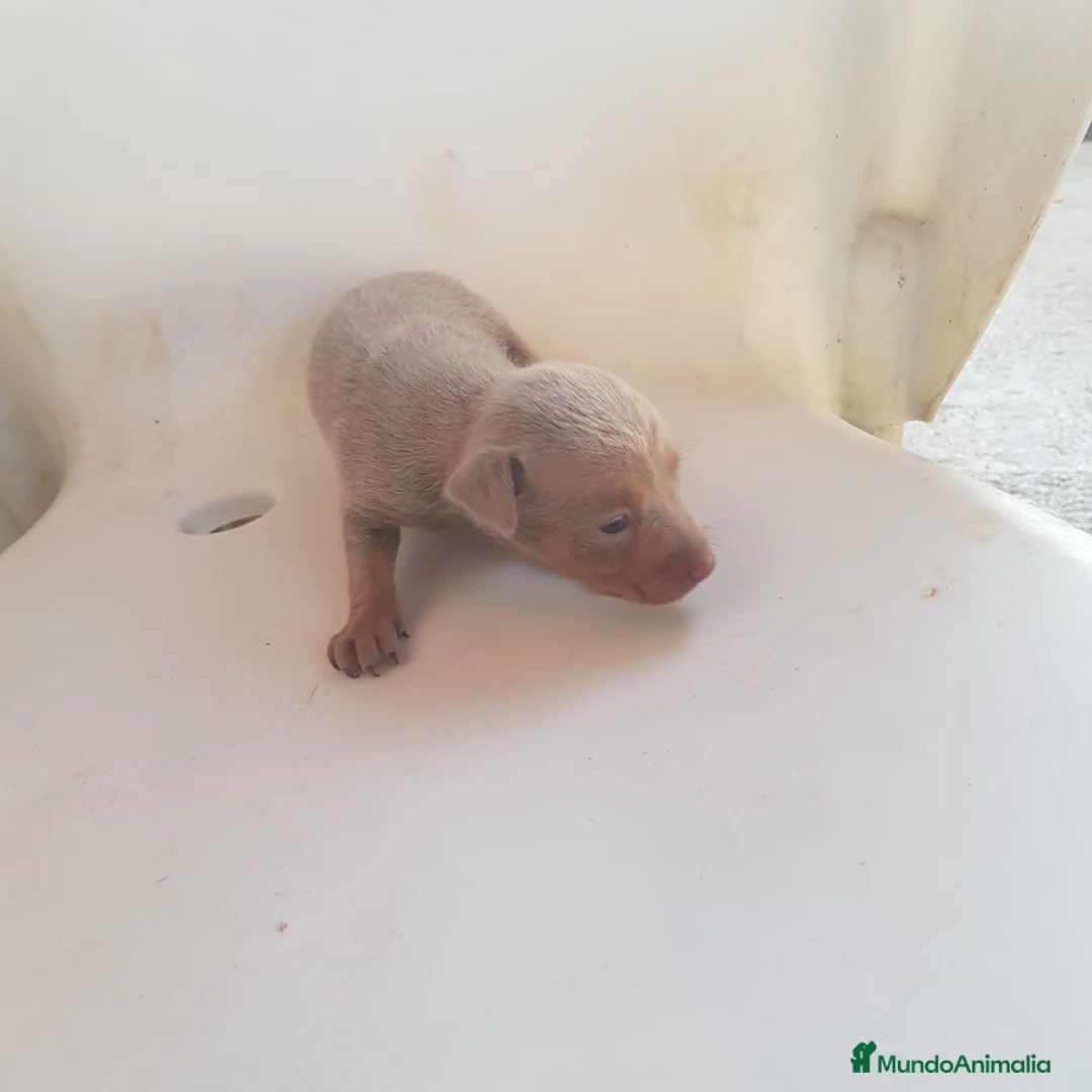Ratón de Praga perros en venta: Hembra Isabella ratón de Praga  en Barcelona - Anuncio 2