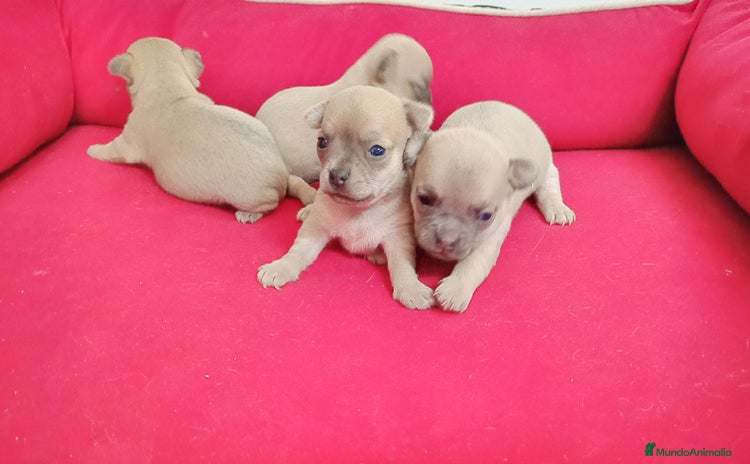 Pomchi perros - Anuncio 3