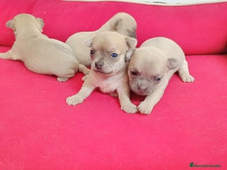 Pomchi perros - Anuncio 1