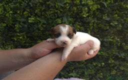 Jack Russell Terrier perros en venta: CACHORROS JACK RUSSELL - Imagen 2