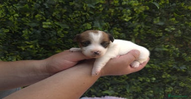 Jack Russell Terrier perros - Propaganda 3