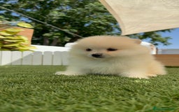 Pomerania perros en venta: POMERANIA BLANCA HEMBRA  - Imagen 12