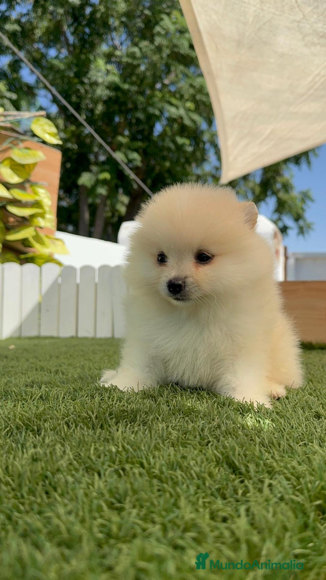 Pomerania perros en venta: POMERANIA BLANCA HEMBRA  - Imagen 12