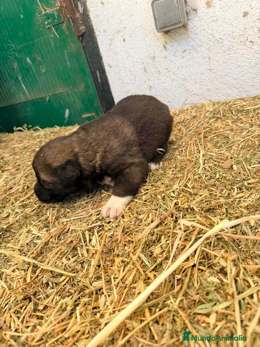 Raza Mixta perros en venta: Mestizo de mastín x Cáucaso  - Anuncio 21