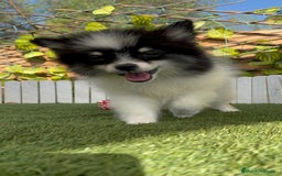 Pomerania perros en venta: POMERANIA MACHO ENVIOS A TODA ESPAÑA - Imagen 11