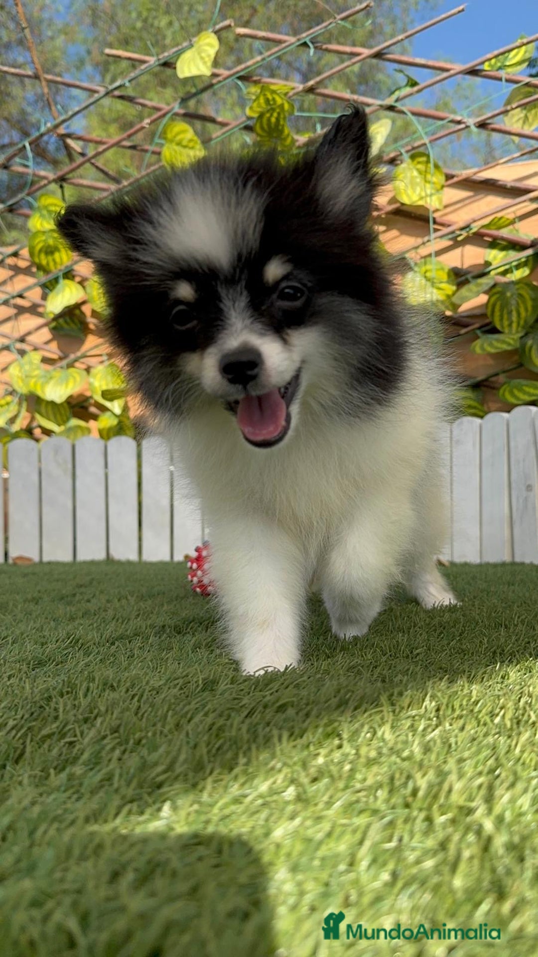Pomerania perros en venta: POMERANIA MACHO ENVIOS A TODA ESPAÑA - Imagen 11