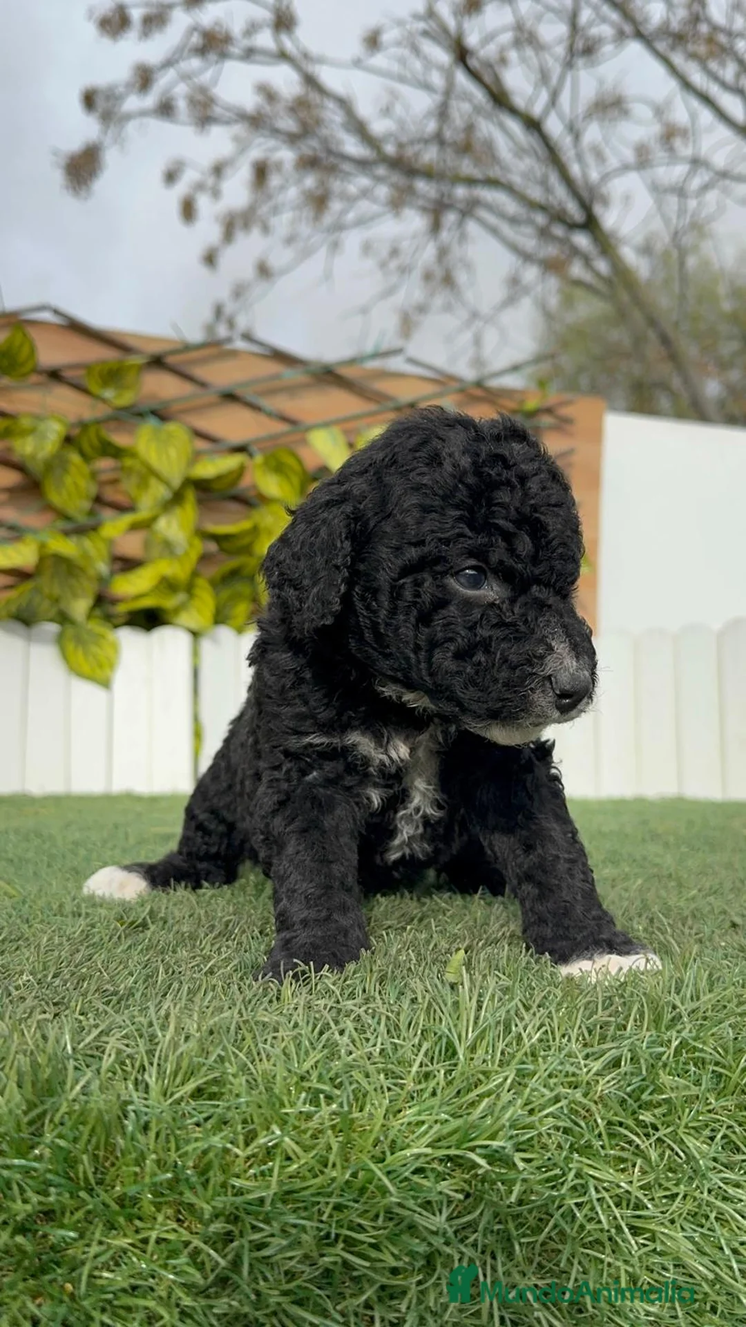 Perro de Agua Español perros en venta: PERRO DE AGUA ESPAÑOL HEMBRA - Anuncio 12