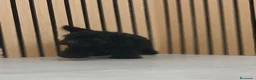 Caniche Toy perros en venta: Caniche Toy disponibles Macho y Hembra  - Anuncio 2