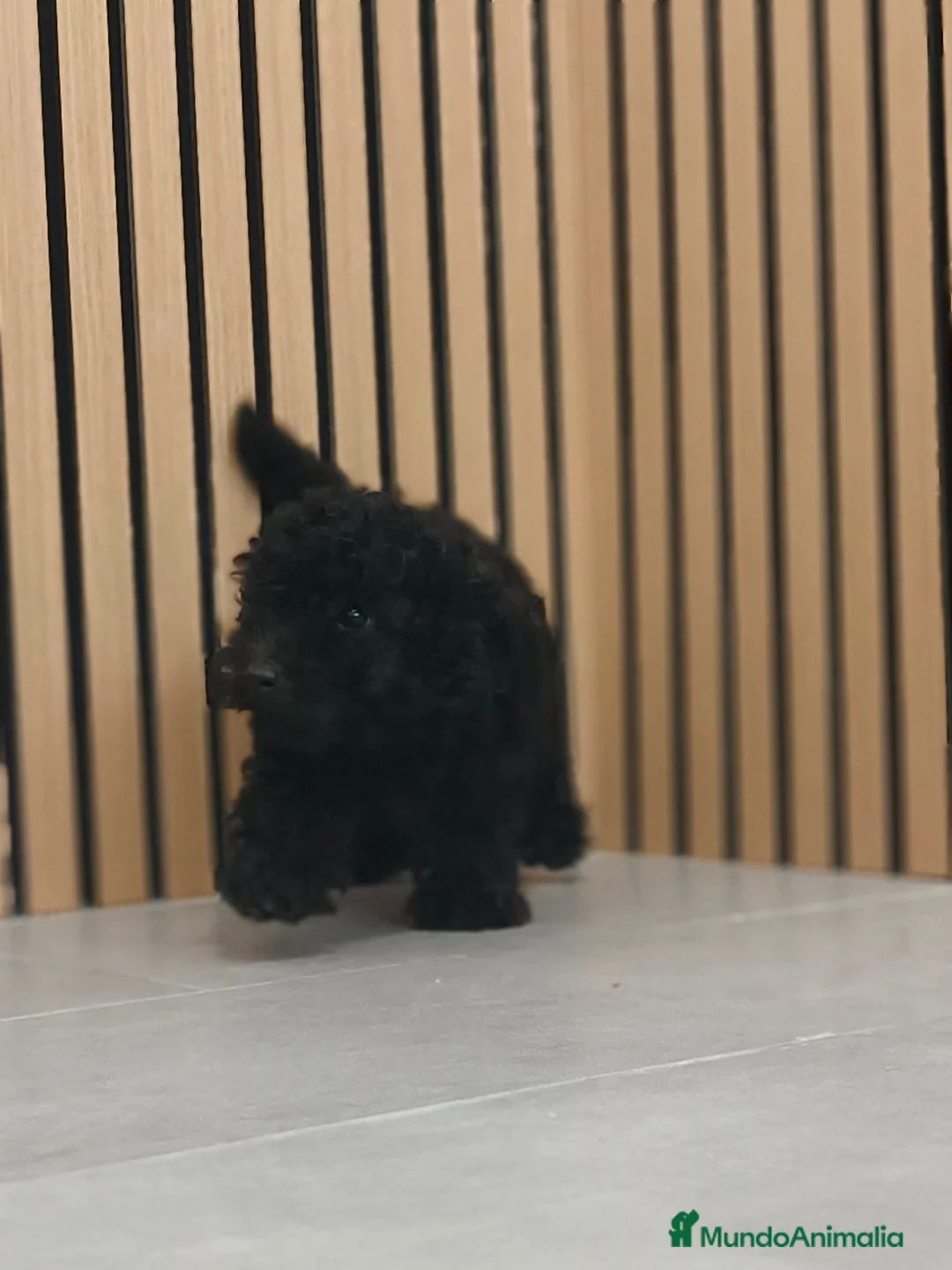 Caniche Toy perros en venta: Caniche Toy disponibles Macho y Hembra  - Anuncio 2