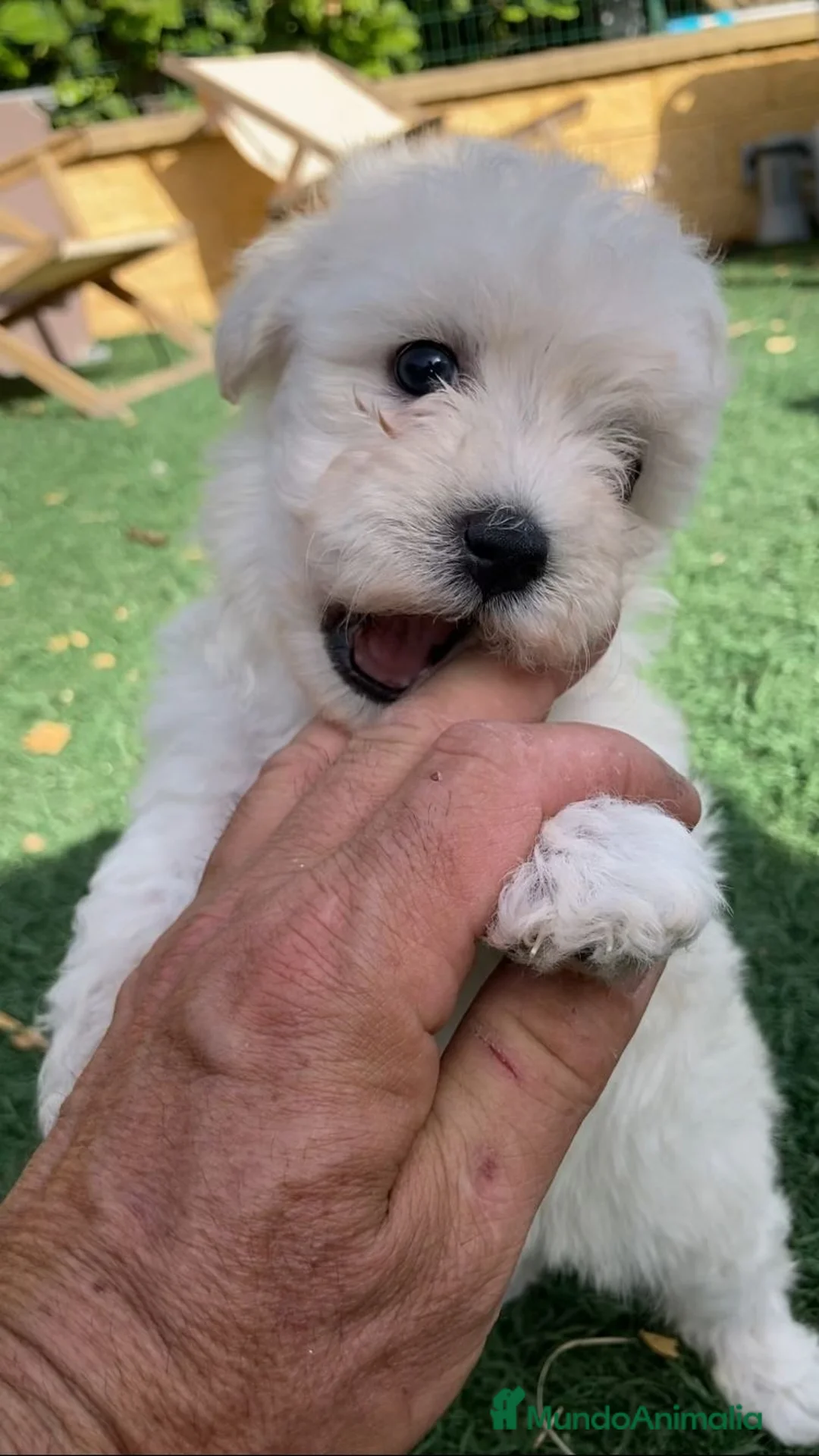 Maltipoo perros en venta: Maltipoo  - Anuncio 4