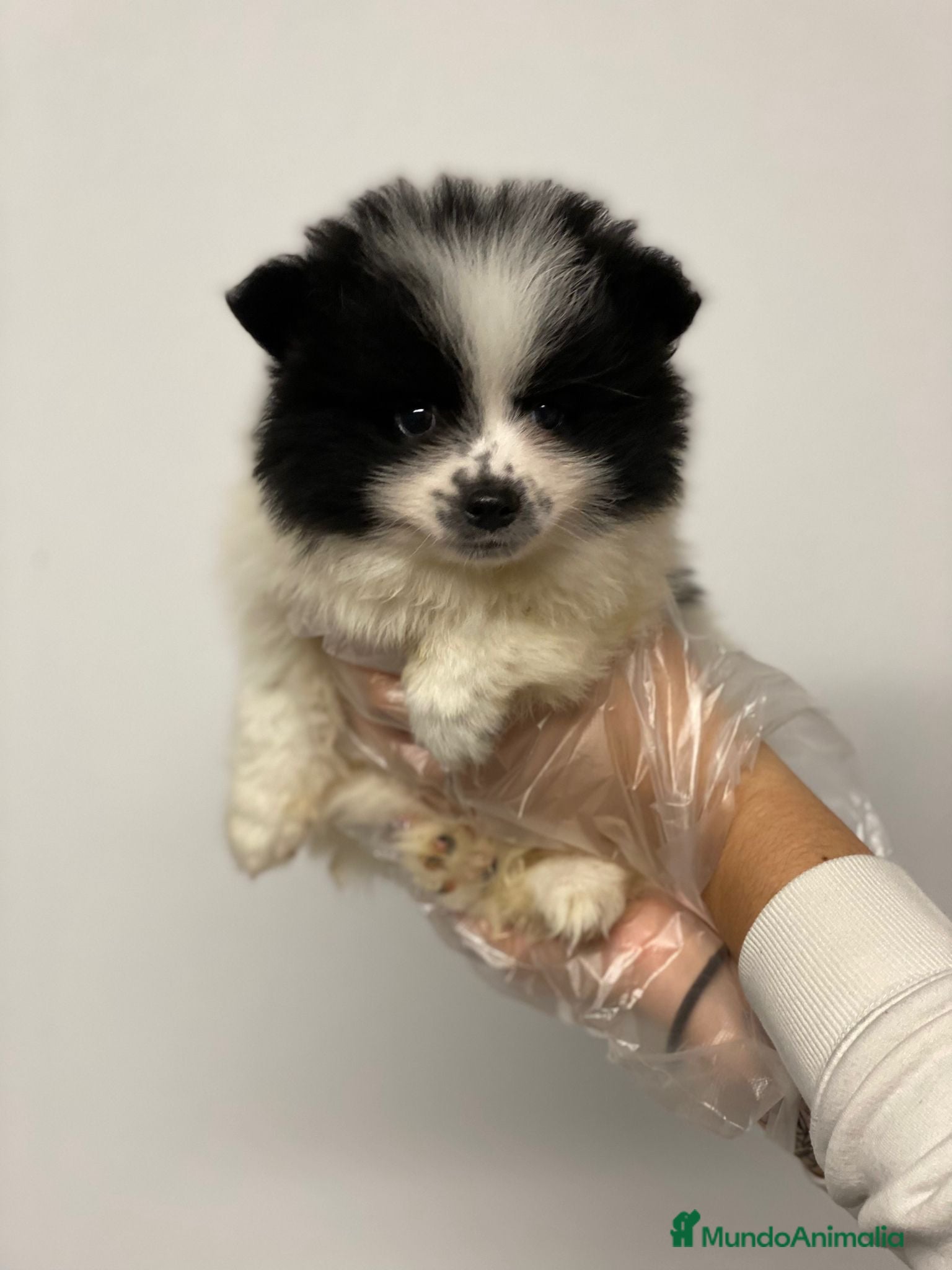 Pomerania perros POMERANIA UNICO - Anuncio 1