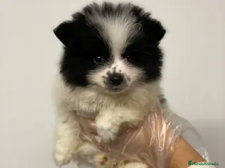 Pomerania perros POMERANIA UNICO - Anuncio 1