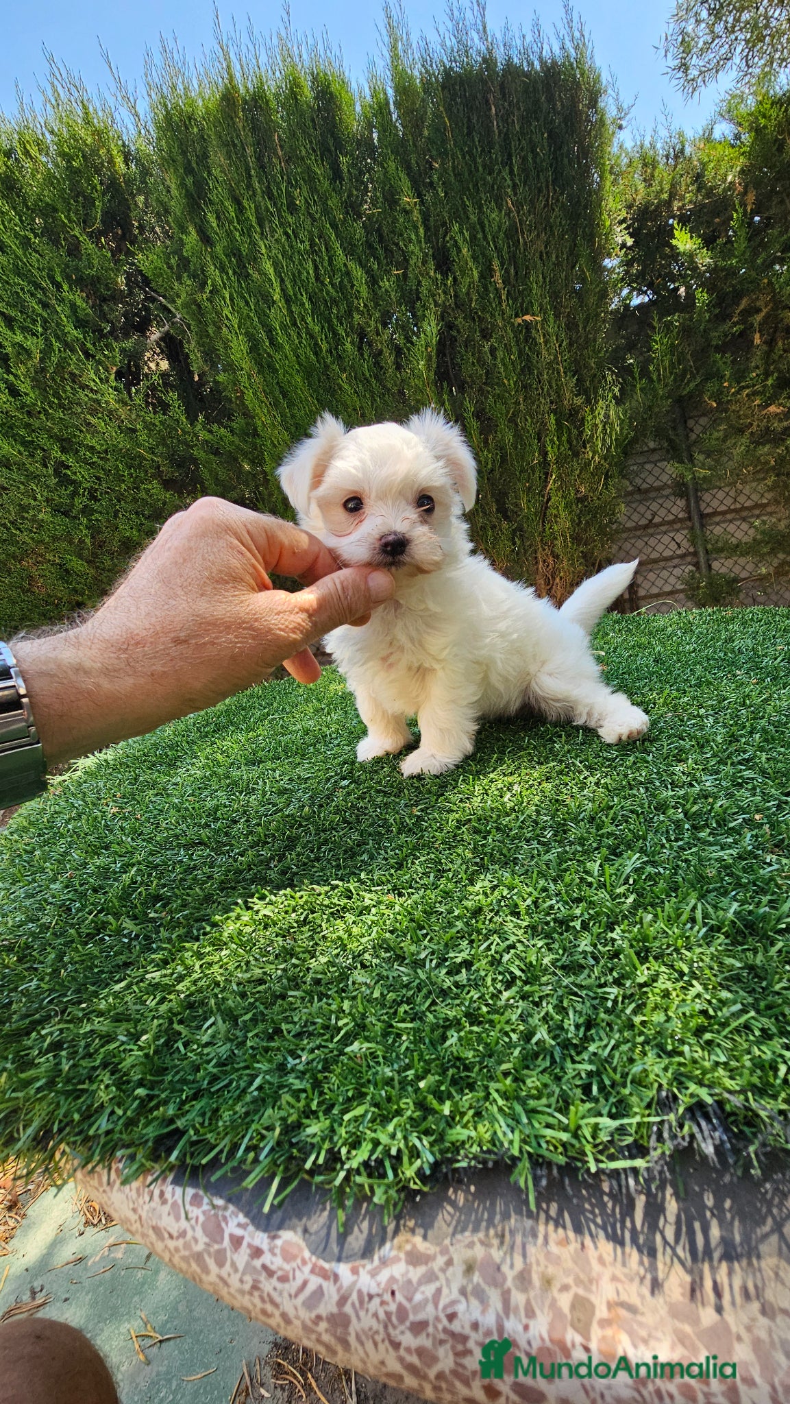 Bichón Maltés perros Espectacular cachorra de bichón maltés - Anuncio 3