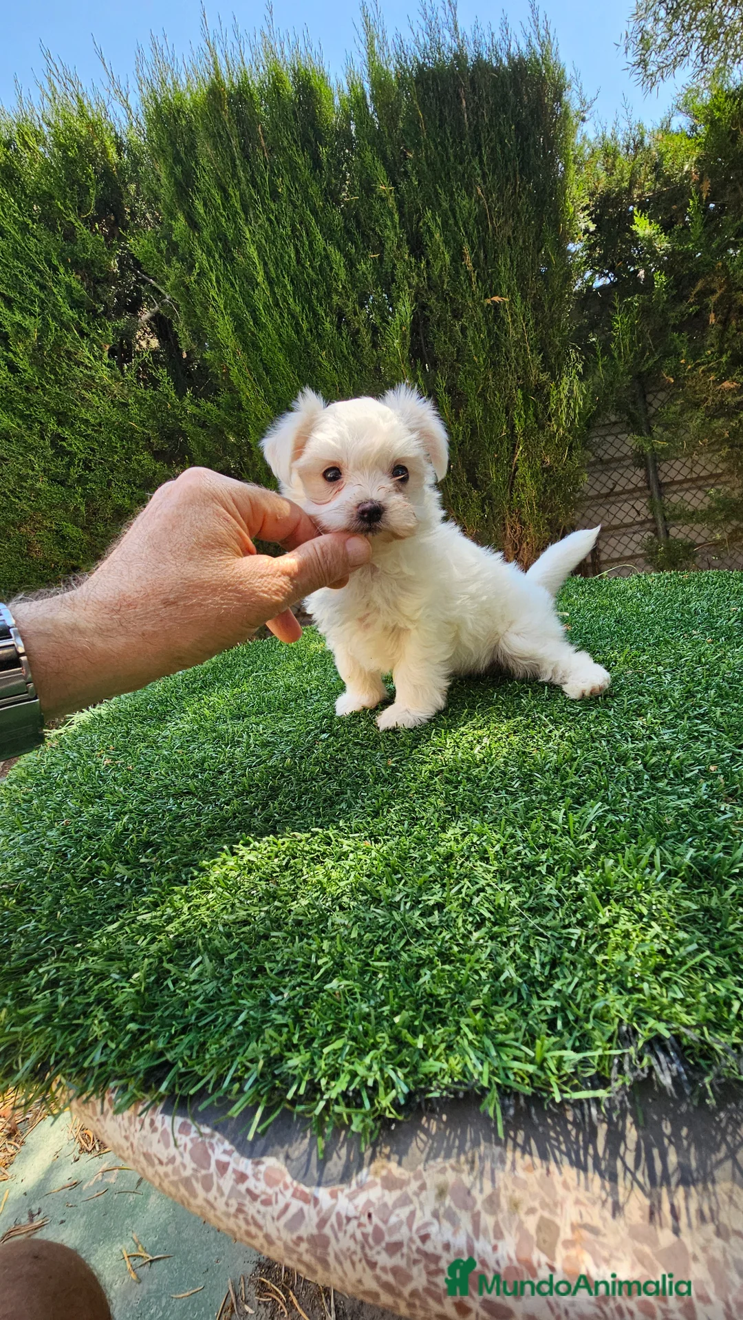 Bichón Maltés perros en venta: Espectacular cachorra de bichón maltés - Anuncio 1