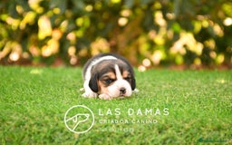 Beagle perros en venta: Beagle tricolor, criados con amor - Imagen 6