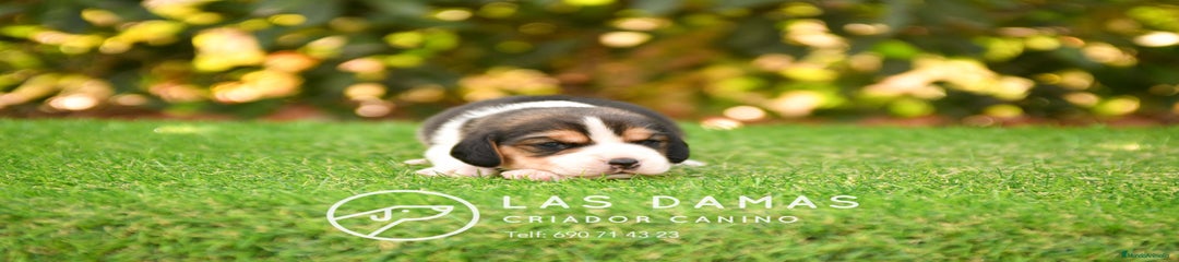 Beagle Hembra 2
