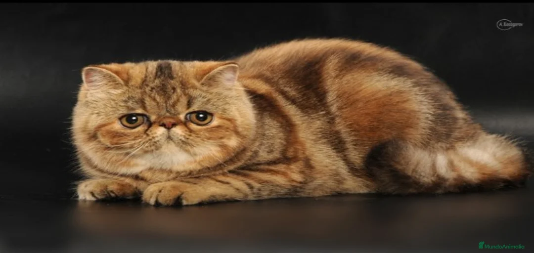 Imagen de galería {{count}}