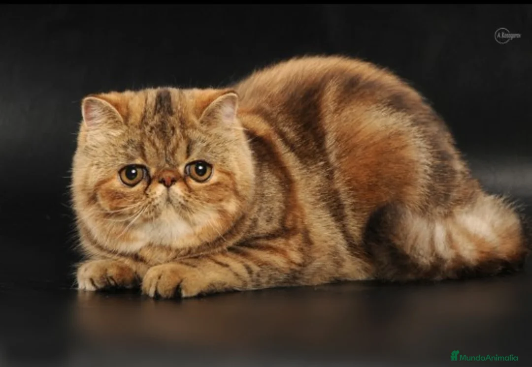 Imagen de galería {{count}}