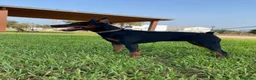Pinscher Miniatura perros en venta: mini pinscher - Anuncio 3