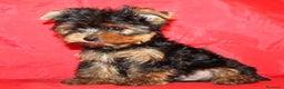 Yorkshire Terrier perros en venta: Yorkshire terrier - Anuncio 16
