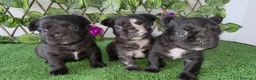 Bulldog Francés perros en venta: Bulldog francés  - Anuncio 3