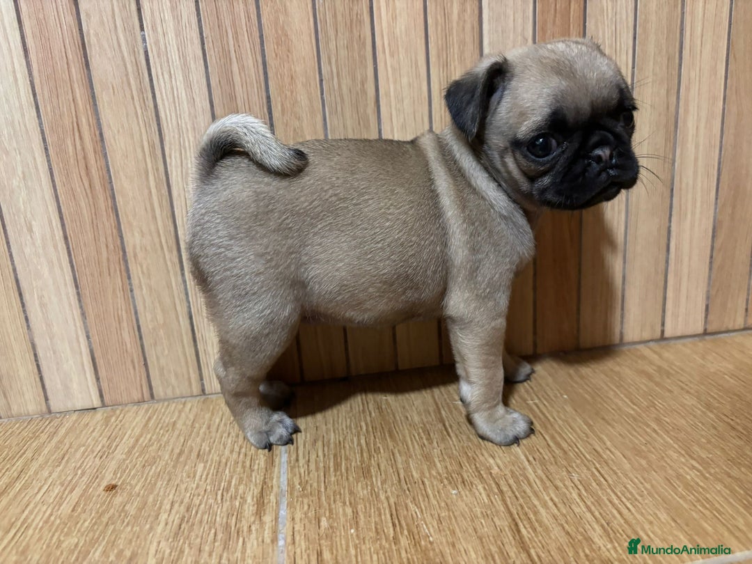 Carlino - Pug perros en venta: Carlino -pug - Anuncio 1