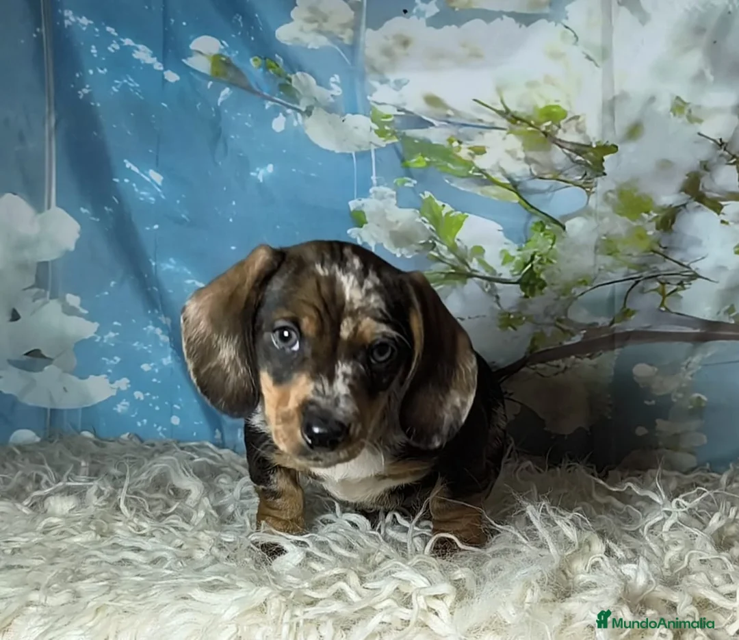 Teckel perros en venta: Teckel kanichen  - Anuncio 4