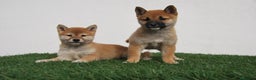 Shiba Inu perros en venta: CACHORROS SHIBA INU en Madrid - Anuncio 3
