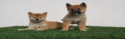 Shiba Inu perros en venta: CACHORROS SHIBA INU en Madrid - Anuncio 3