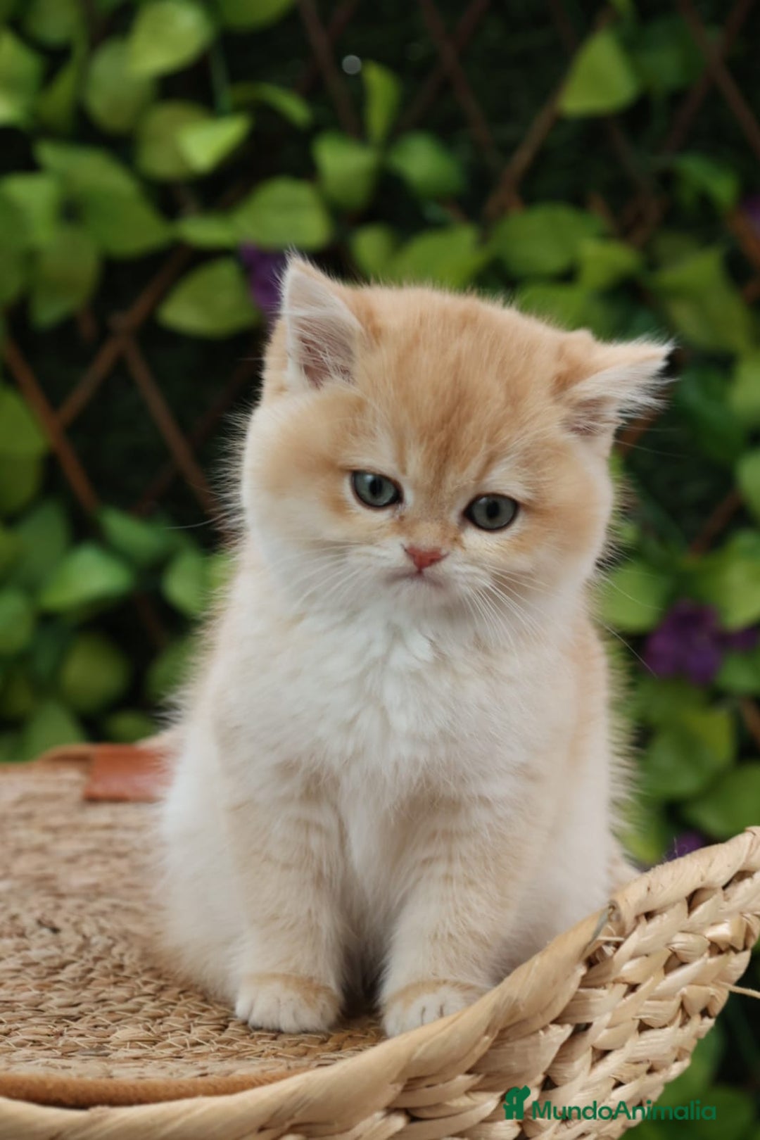 Persa gatos en venta: Hembra Persa Chinchilla - Anuncio 1