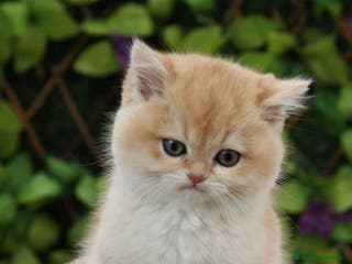 Persa gatos Hembra Persa Chinchilla - Anuncio 1