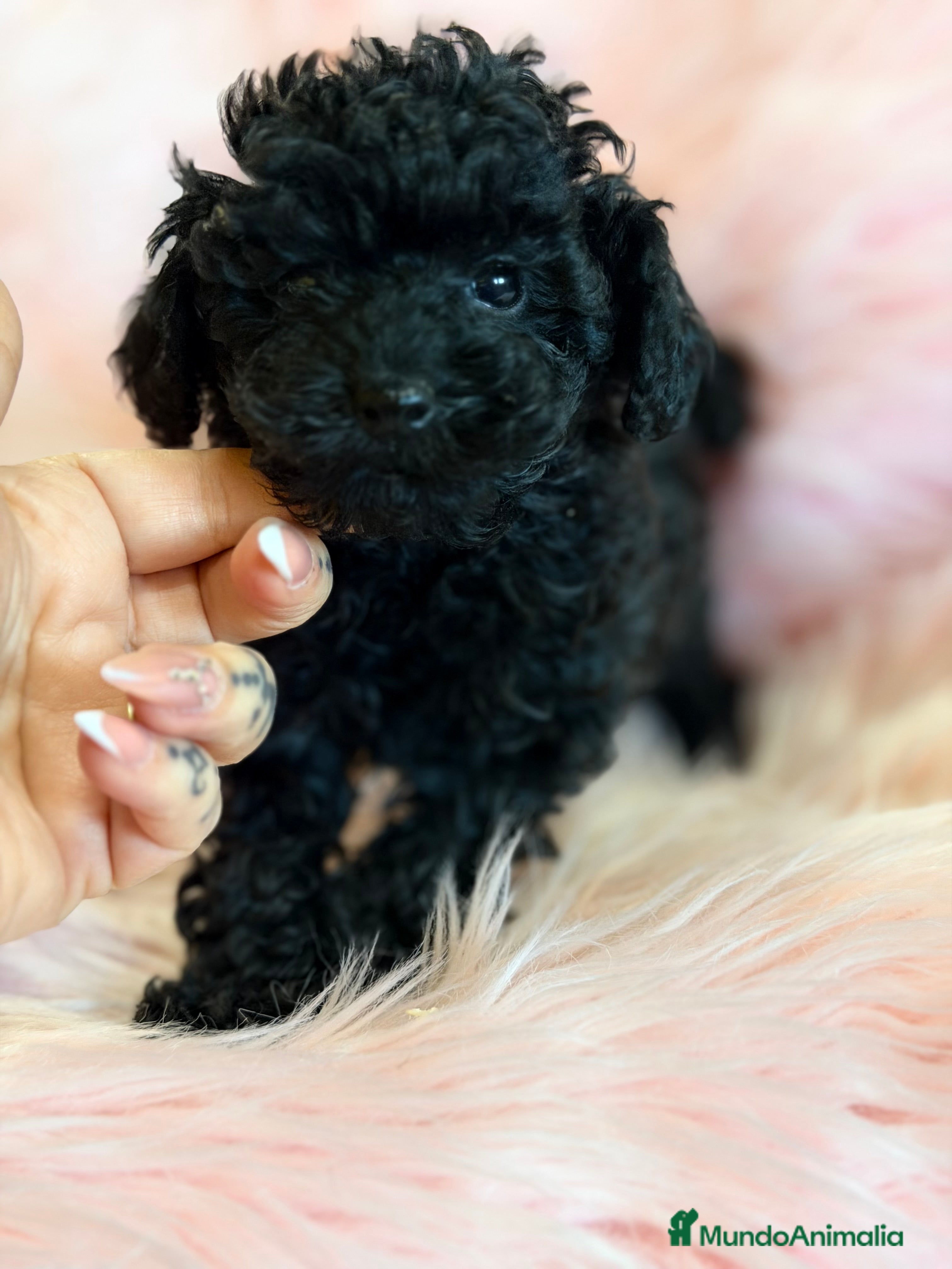 Caniche Toy perros Caniche  Toy  negro azabache .  - Anuncio 5