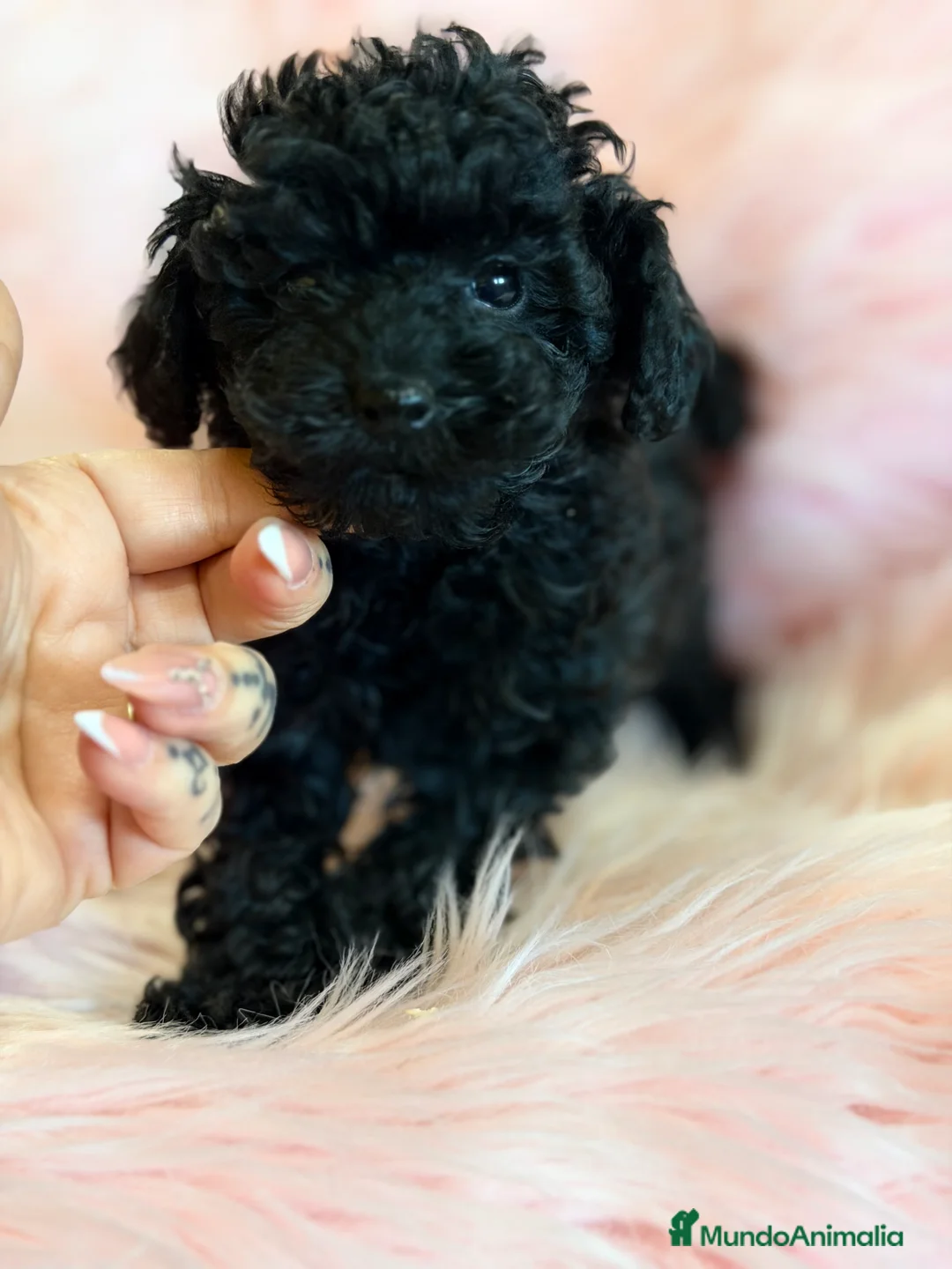 Caniche Toy perros en venta: Caniche  Toy  negro azabache .  - Anuncio 1