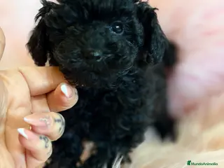 Caniche Toy perros Caniche Toy negro azabache . - Anuncio 5