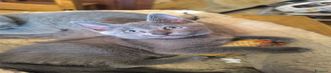 Azul Ruso Gatito 1