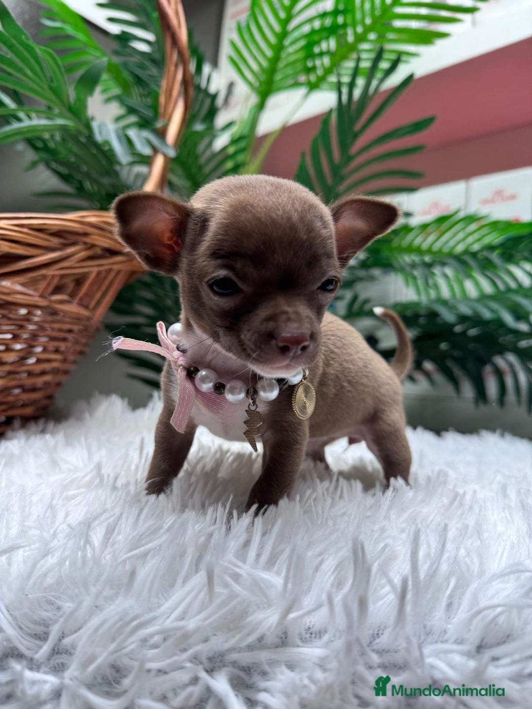 Chihuahua perros en venta: CHIHUAHUA HEMBRA - Anuncio 14