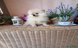 Pomerania perros en venta: Pomerania hembra vacunación completa  - Imagen 5