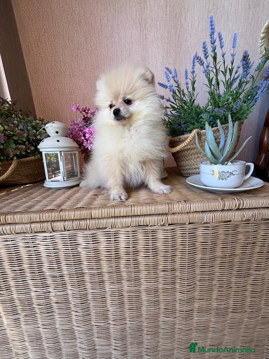Pomerania perros en venta: Pomerania hembra vacunación completa  - Imagen 5