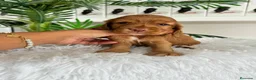 Cocker Spaniel Inglés perros en venta: COCKER HEMBRA - Anuncio 4