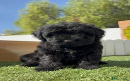Perro de Agua Español perros en venta: PERRO DE AGUA ESPAÑOL MACHO - Imagen 17