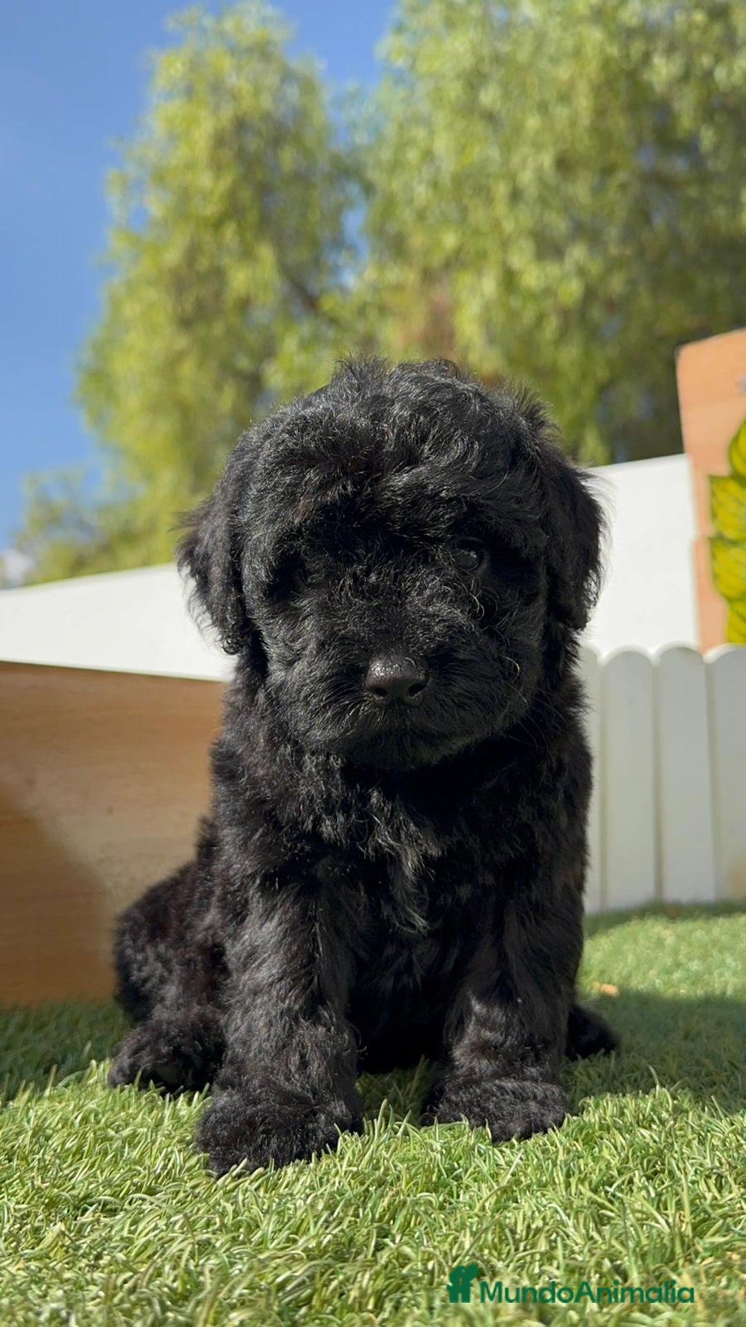 Perro de Agua Español perros en venta: PERRO DE AGUA ESPAÑOL MACHO - Imagen 17