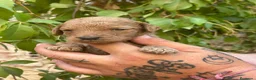Caniche Gigante perros en venta: Caniche gigante  - Anuncio 3