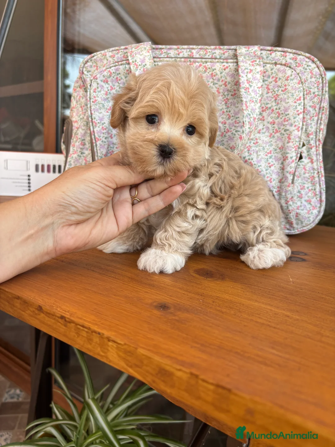 Maltipoo perros en venta: Maltipoo un verdadero encanto!!! - Anuncio 11