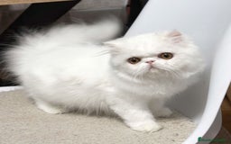 Persa gatos en venta: Persas blancos - Imagen 2