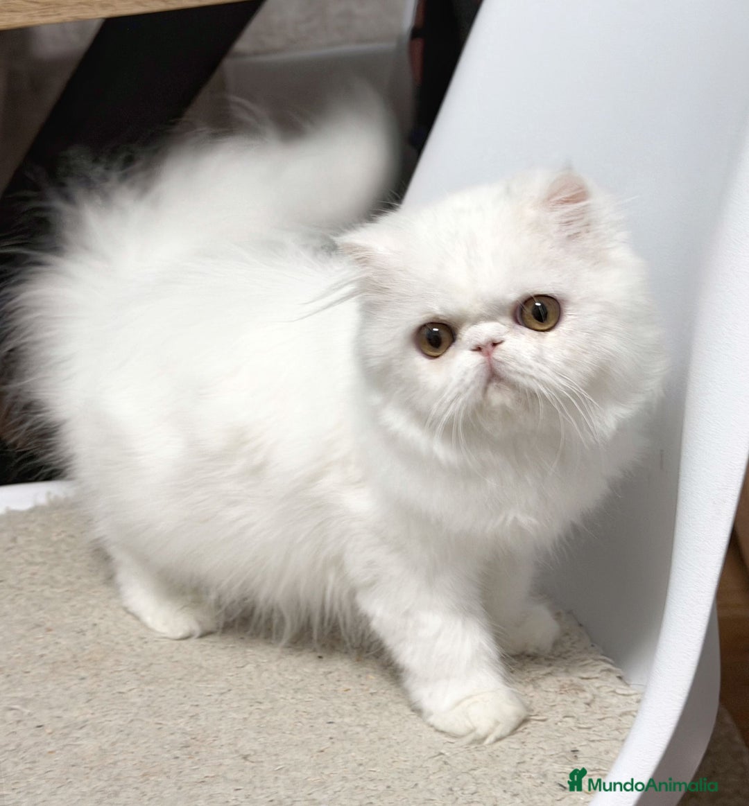 Persa gatos en venta: Persas blancos - Imagen 2