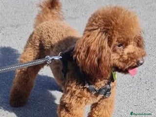 Raza Mixta perros Caniches madre apricot padre rojo - Anuncio 1